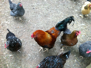 Chickens thumb