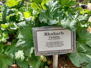 Garden tmb
