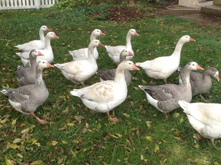 Geese tmb