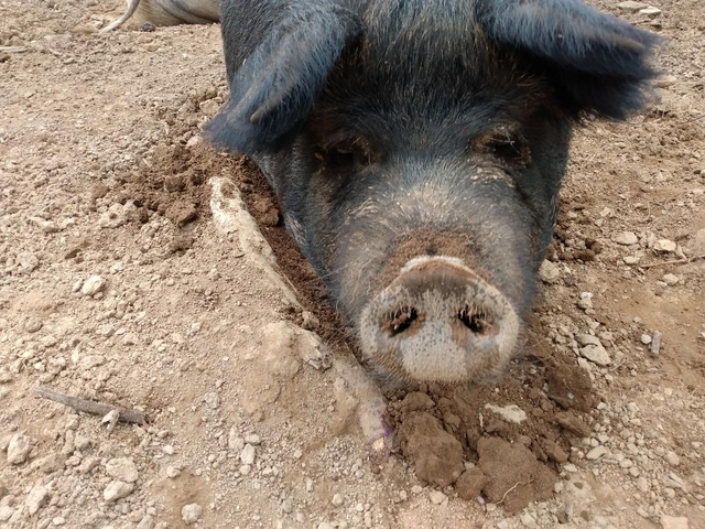 Hogs 640