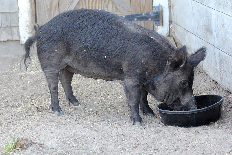 GuineaHog