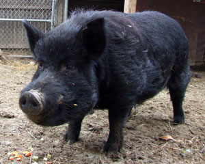 guinea