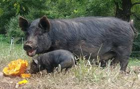 guineahog1