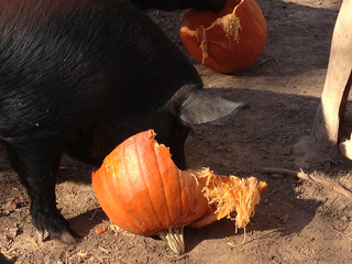pigpumpkin tmb